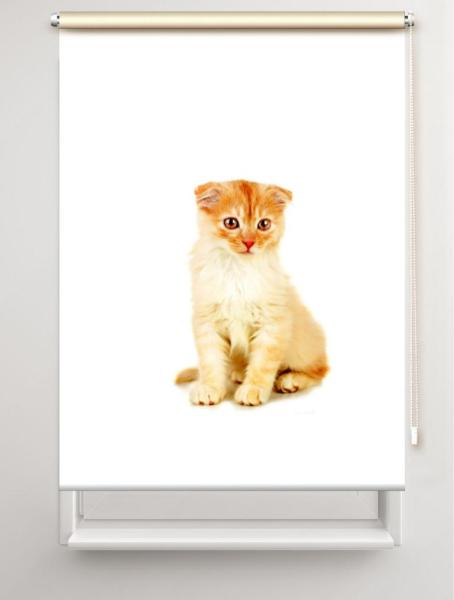 Rollo Tiger Katzenbaby, Rollo, Motivrollo, Rollo mit Druck, Fotorollo, bedrucktes Rollo, Fensterrollo,verdunkelndes Rollo, Sonnenschutz Rollo